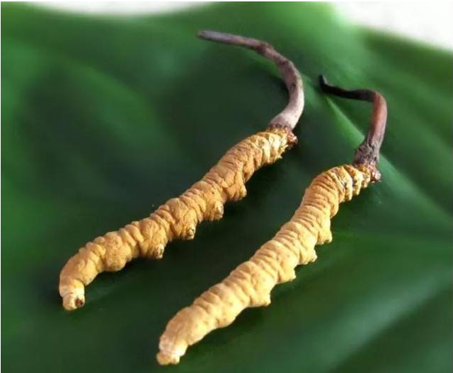 广州回收冬虫夏草