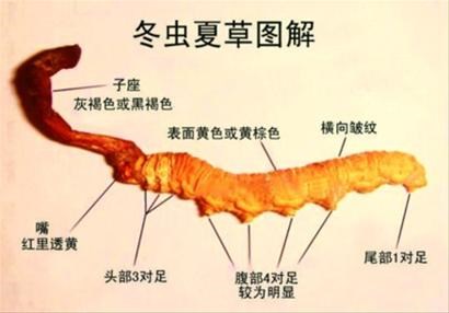 广州回收冬虫夏草