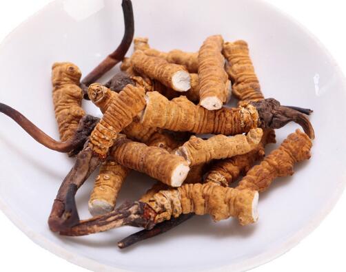 广州回收冬虫夏草