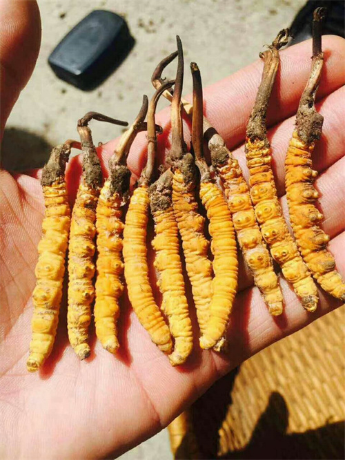 白云区冬虫夏草回收高价榜 | 同和/嘉禾望岗片区免费上门