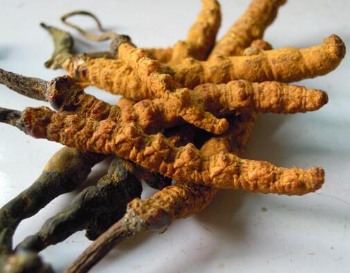 黄埔区冬虫夏草回收 | 专注虫草燕窝礼品回收，黄埔全区上门回收