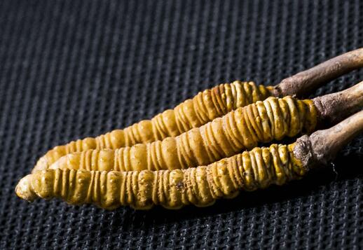 花都冬虫夏草回收全市上门 | 广州远郊也可预约 高价回收礼盒装冬虫夏草